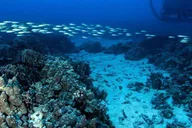 Kona Underwater Submarine Adventure thumbnail 4