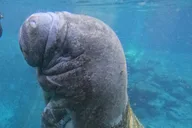 Crystal River Manatee Swim 3 hr thumbnail 5