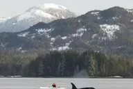 Ketchikan Kayak Eco-Tour in Clover Pass thumbnail 3