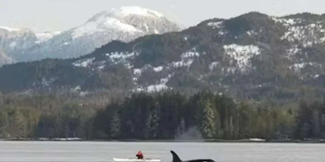 Ketchikan Kayak Eco-Tour in Clover Pass - Image 3