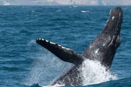 Dana Point Whale and Dolphin Watching Tour 2 hr thumbnail 1