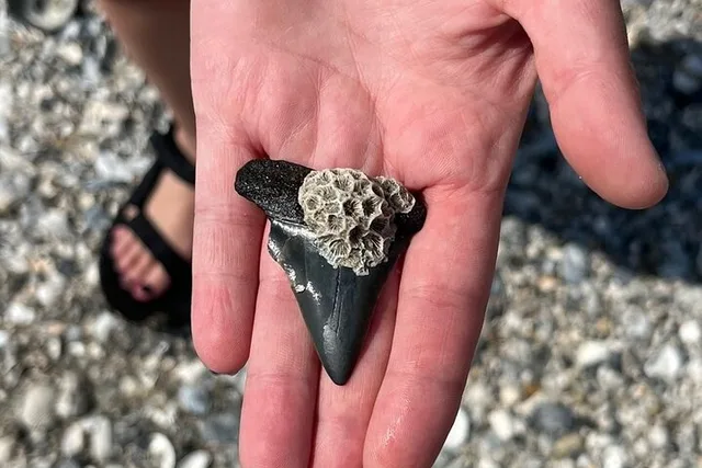 Charleston Fossil Excursion with Local Guide - Image 1