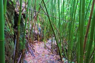 Honolulu Waterfall Hike thumbnail 6