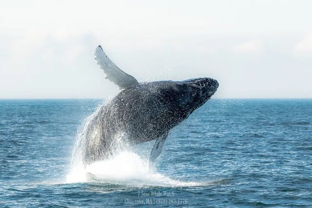 Gloucester Whale Watching Tour - Image 6