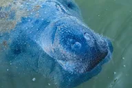 Naples Manatee and Dolphin Sunset Cruise thumbnail 4