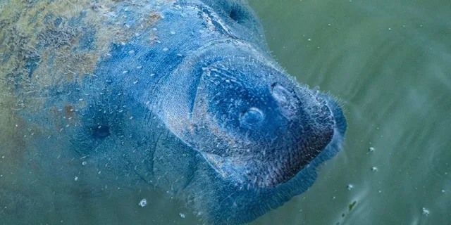 Naples Manatee and Dolphin Sunset Cruise - Image 4