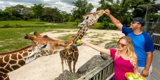 Miami Zoo Admission Ticket