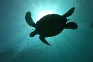 Lahaina Two Tank Lanai Diving Adventure thumbnail 3