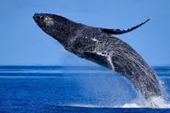 Waikoloa Whale Watching Cruise 90 Min thumbnail 4