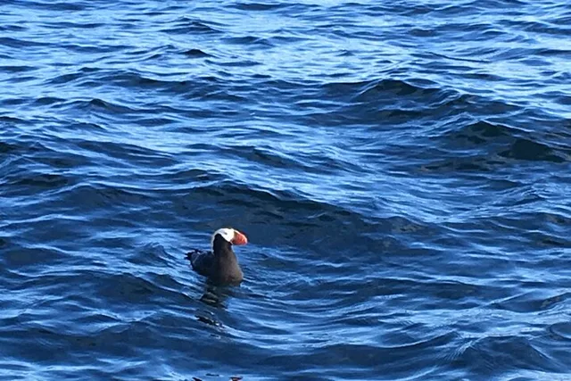 Sitka Scenic Wildlife Boat Excursion - Image 6