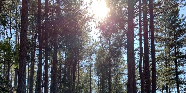 Rapid City Mt. Rushmore & Flume Trail Tour - Image 2