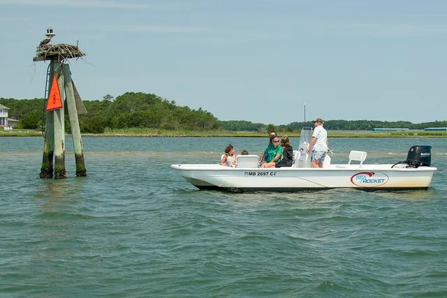 Ocean City Pony Cruise on Assateague Island - Image 5