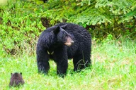 Ketchikan Private Tour with Pick Up thumbnail 1