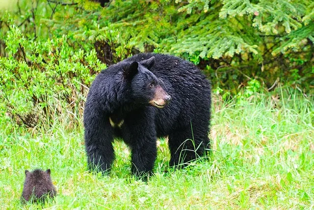 Ketchikan Private Tour with Pick Up - Image 1