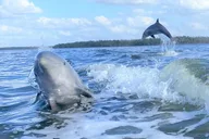 Everglades Birding, Dolphin and Wildlife Boat Tour thumbnail 2