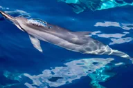 Maui Lanai Snorkel and Dolphin Watch 5 hr thumbnail 1