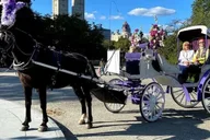 New York City Central Park Horse Carriage Tour thumbnail 4