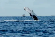 Kona Whale Watching Tour thumbnail 2