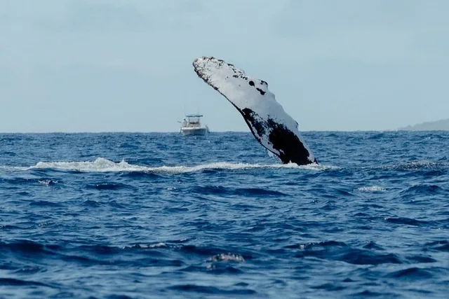 Kona Whale Watching Tour - Image 2