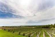 Napa & Sonoma Private Wine Tour 8-10 Hours thumbnail 2