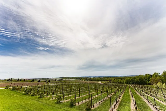 Napa & Sonoma Private Wine Tour 8-10 Hours - Image 2
