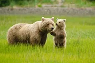 Anchorage Ocean Wildlife and Interior Wilderness Tour 9 Days thumbnail 6