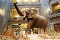 Washington D.C. Smithsonian Museum of Natural History Tour thumbnail 1
