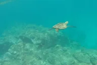 Haleiwa Stand Up Paddle Turtle Tour 90 Min thumbnail 3