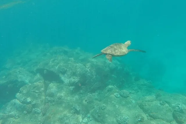 Haleiwa Stand Up Paddle Turtle Tour 90 Min - Image 3