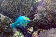 Key West Private Snorkeling Charter thumbnail 3