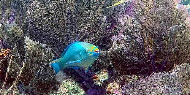 Key West Private Snorkeling Charter - Image 3