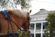 Beaufort Horse Drawn Carriage Tour thumbnail 2