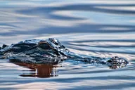 Miami Everglades Airboat and Wildlife Tour thumbnail 6