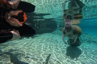 Crystal River Manatee Swim Tour with Photos 3 hr thumbnail 3