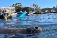 Crystal River Swim with Manatees Tour thumbnail 3