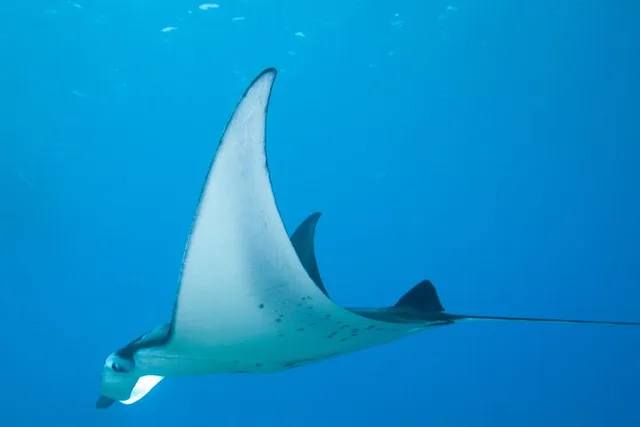 Kailua Kona Manta Ray Night Snorkel - Image 6
