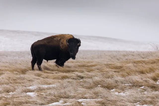 Badlands Winter Expedition - Image 3