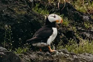 Kachemak Bay Wildlife Tour thumbnail 6