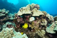 Lahaina Scuba Diving Intro from Shore 3 hr thumbnail 3