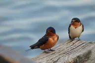 Denver Bird Watching Tour thumbnail 5