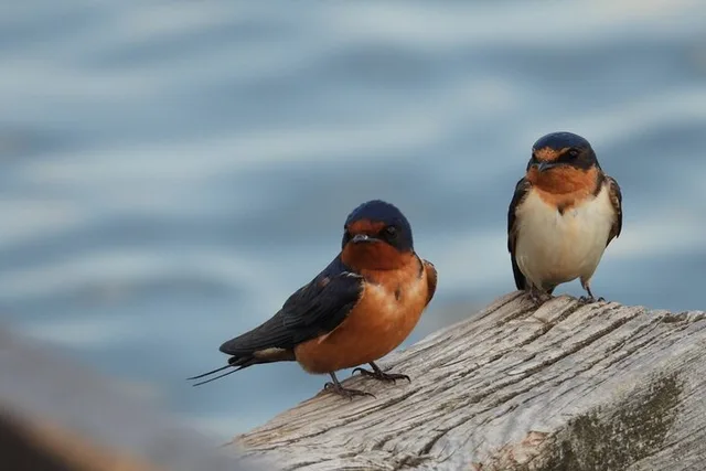 Denver Bird Watching Tour - Image 5
