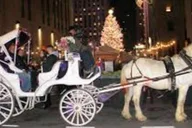 New York Central Park Christmas Lights Carriage Ride 45 min thumbnail 4
