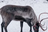 Fairbanks Reindeer Walk with Transportation 4 hr thumbnail 4