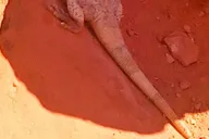 Las Vegas Valley of Fire Guided Tour with Lunch thumbnail 4