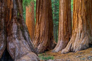 San Francisco Redwoods Tour with Winery Lunch