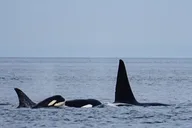 Orcas Island Orca Whale Tour thumbnail 4