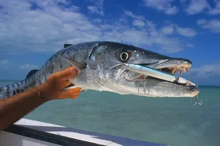 Key West Fishing & Sandbar or Snorkel Charter