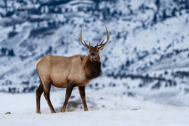 Yellowstone Wildlife Photography Tour 5 hr - Image 5