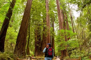 Marin Redwoods Walking Tour with Local Guide