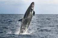 Kona Dolphin and Whale Watching Tour thumbnail 2